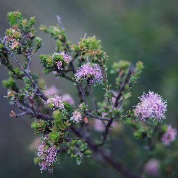 deleece-cook-KZf1kJWV_yk-unsplash