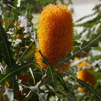 mackenzie-taylor-VlVN6CMXhXU-unsplash